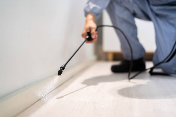 Licensed Wasp Removal service in Franklin, PA - Show Me Pest Control